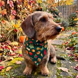 Hundbandana med mini-plånbok – Höstglöd 4