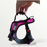 Black dog harness with bright magenta panels, held up by a hand.